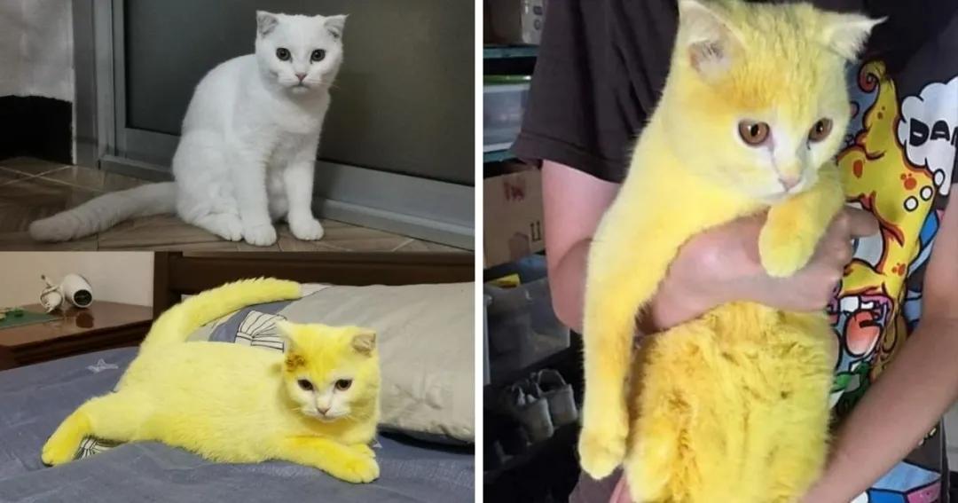 姜黄真的有减肥效果吗,姜黄和黄姜哪种是减肥的