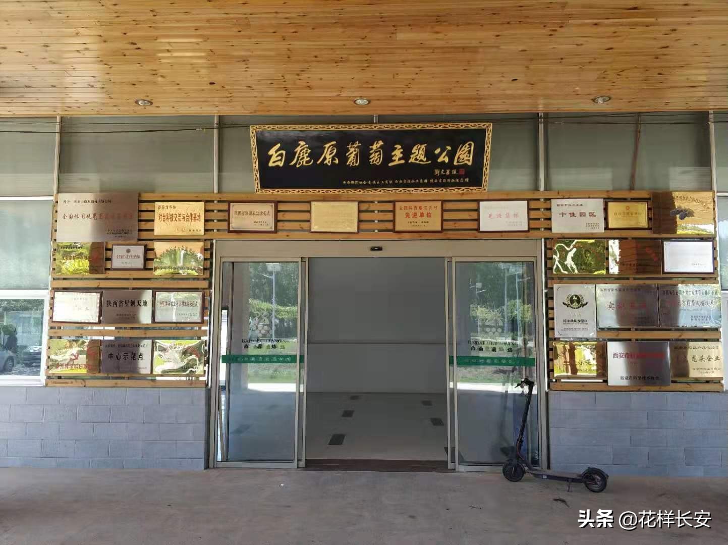 葡萄熟了玩耍视频,葡萄熟了采摘园