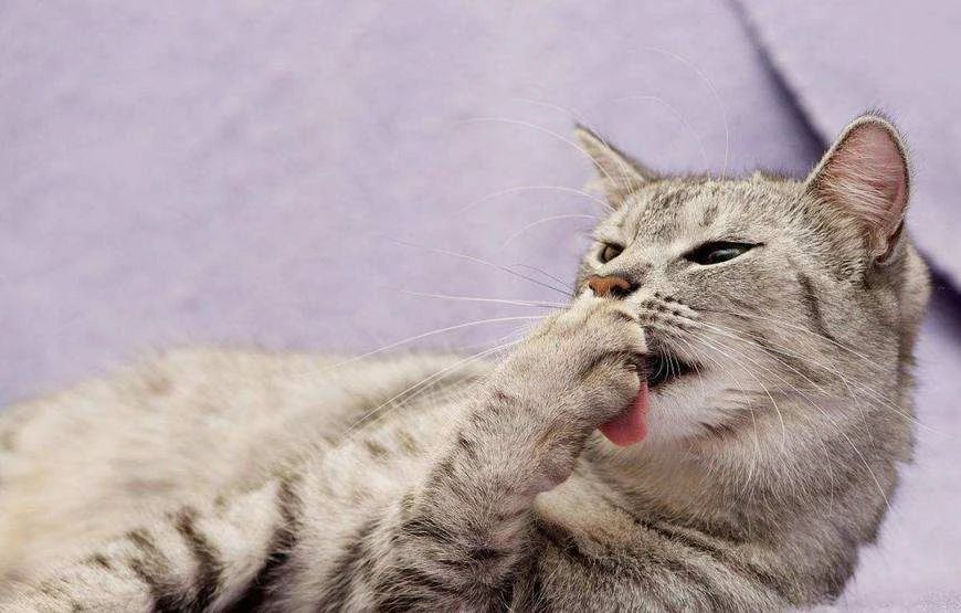 幼猫频繁舔毛是什么原因,家猫经常咬主人该不该弃养