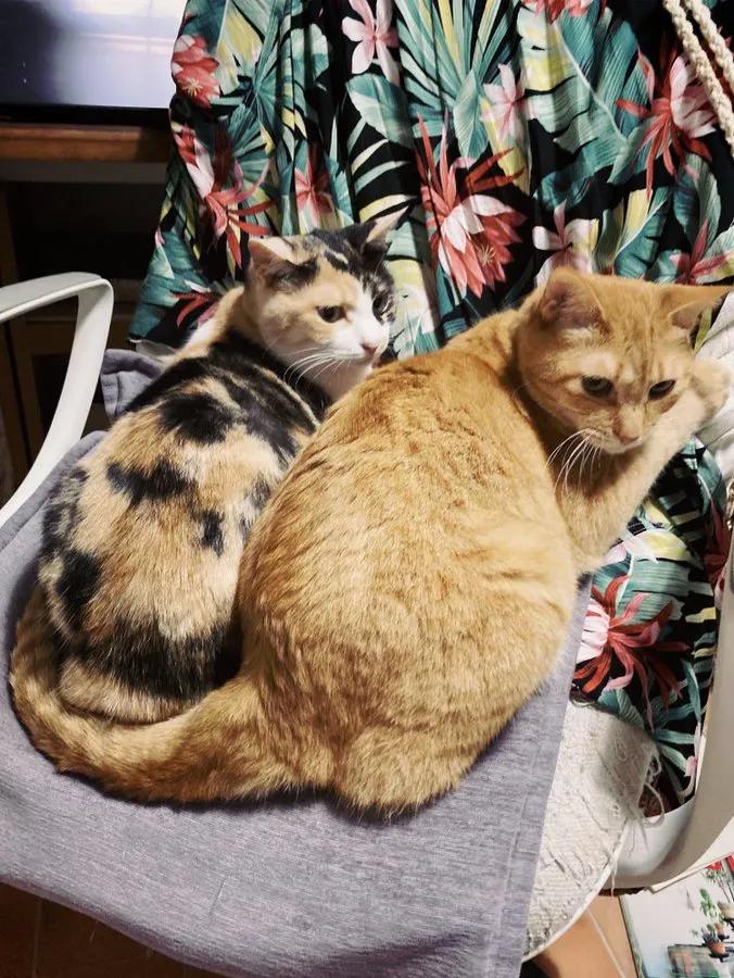 猫真的会把你当妈妈,猫把你当成妈妈是啥样子的