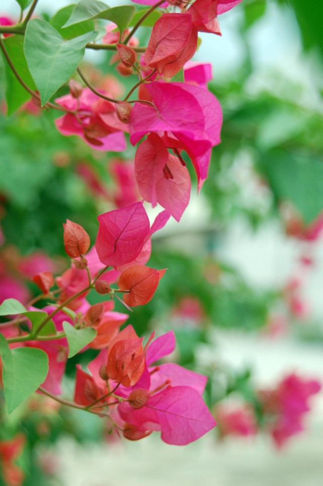 每一种花的花语,118种花的花语合集图片