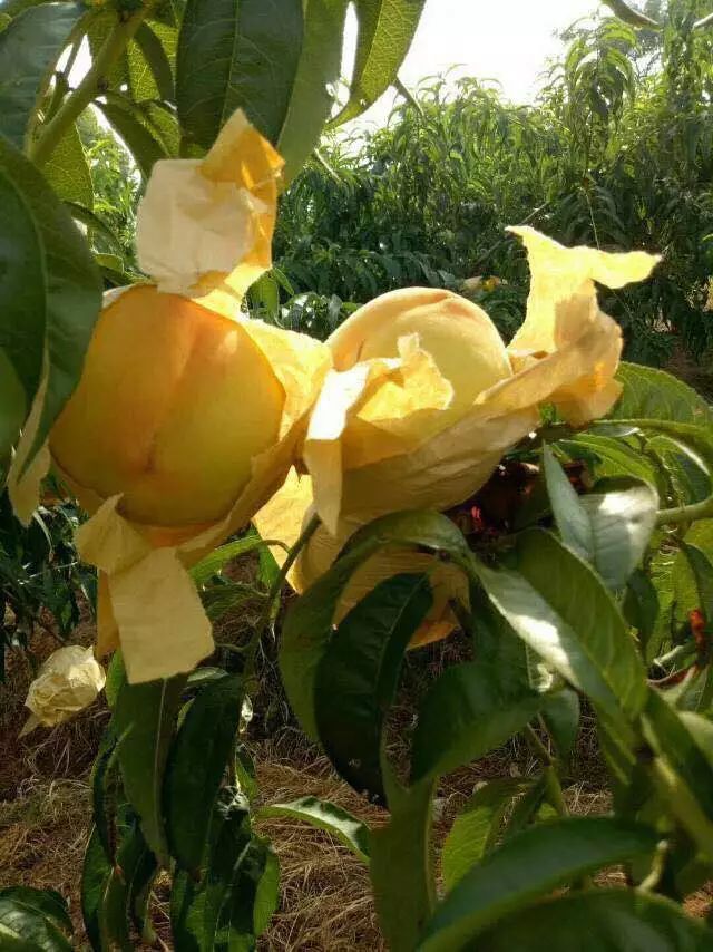 江阴附近生态园葡萄采摘,江阴申港采摘园