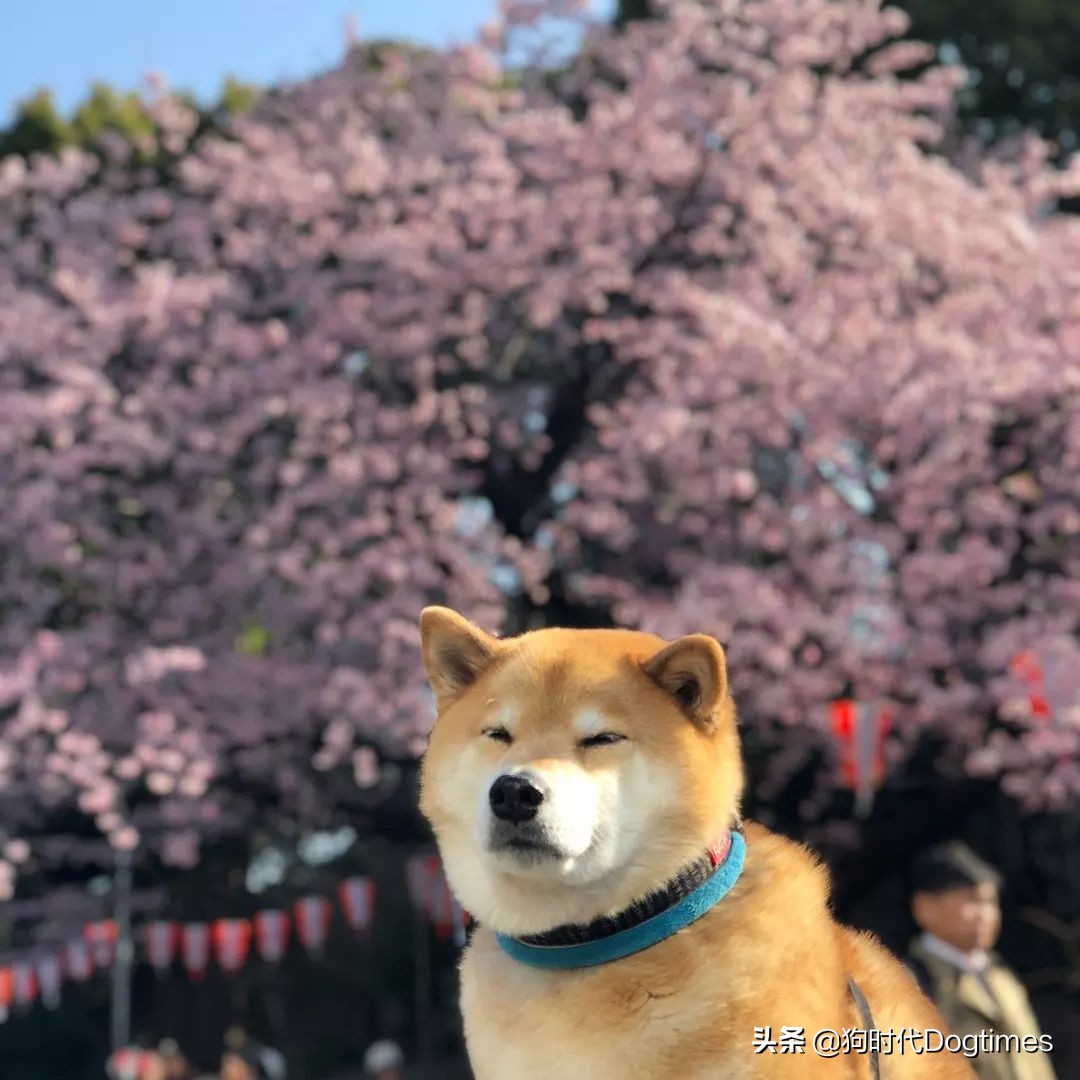 春暖花开带你去流浪,春暖花开带着狗狗去踏青