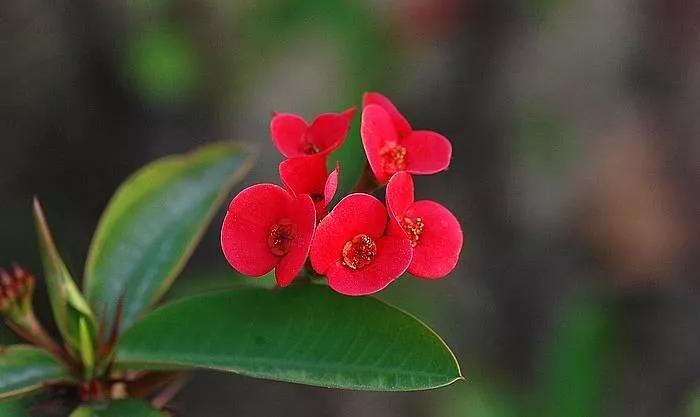 25种常见有毒的花草树木,警惕50种有毒植物