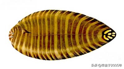 辽宁常见的鱼有哪些,辽宁沿海常见鱼