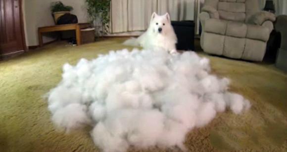 养萨摩耶聪明吗,微笑天使萨摩耶多少钱