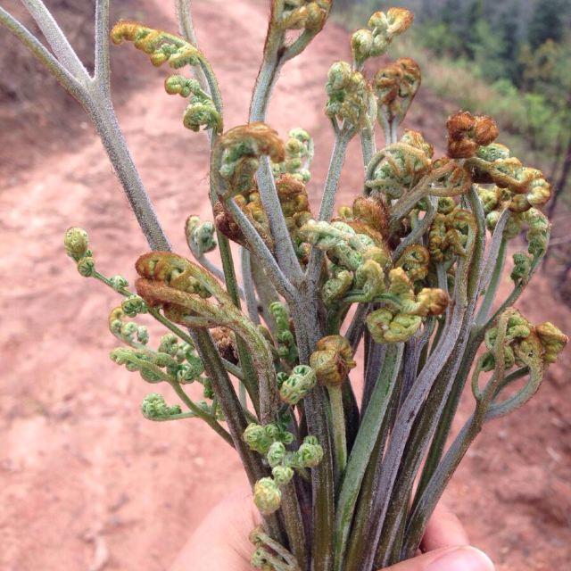 大山上有一种野草叫龙须菜,大山上长了一种红色的野菜