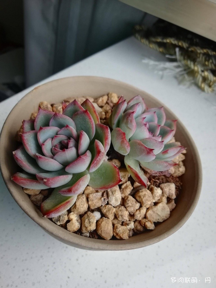 多肉长大了越来越好看,服盆期多肉变小
