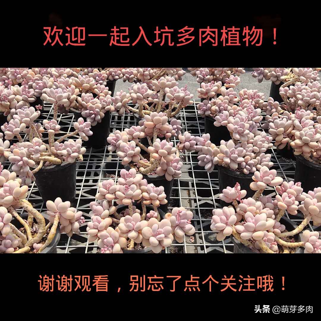 多肉口红怎么养才长得好,多肉口红怎么养出状态