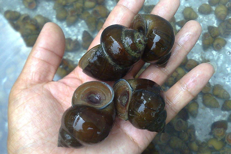 田螺壳长青苔视频,田螺壳上长青苔有什么影响