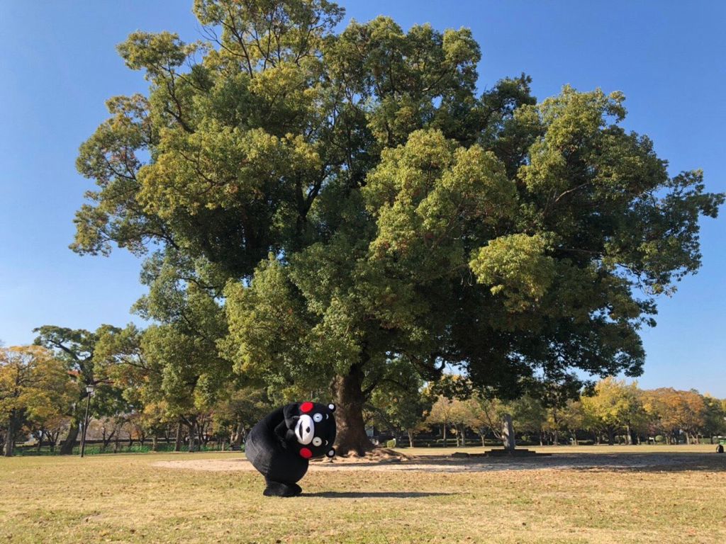 熊本熊之父,熊本熊之父广告