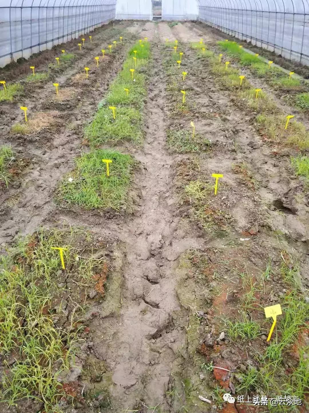 防除稗草,抗性稗草与普通稗草区别