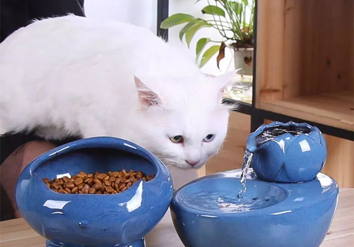 15岁猫咪慢性肾病治疗,猫咪肾病