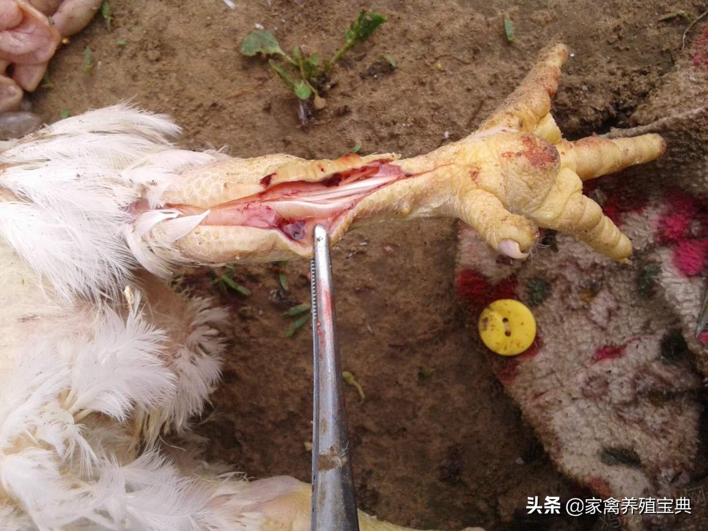 脚垫内有血点,脚垫中间有个血点