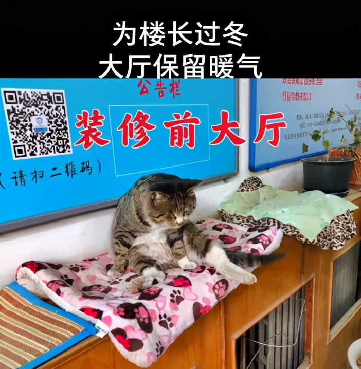 一到毕业季,我们大学的校猫就疯了哈哈哈