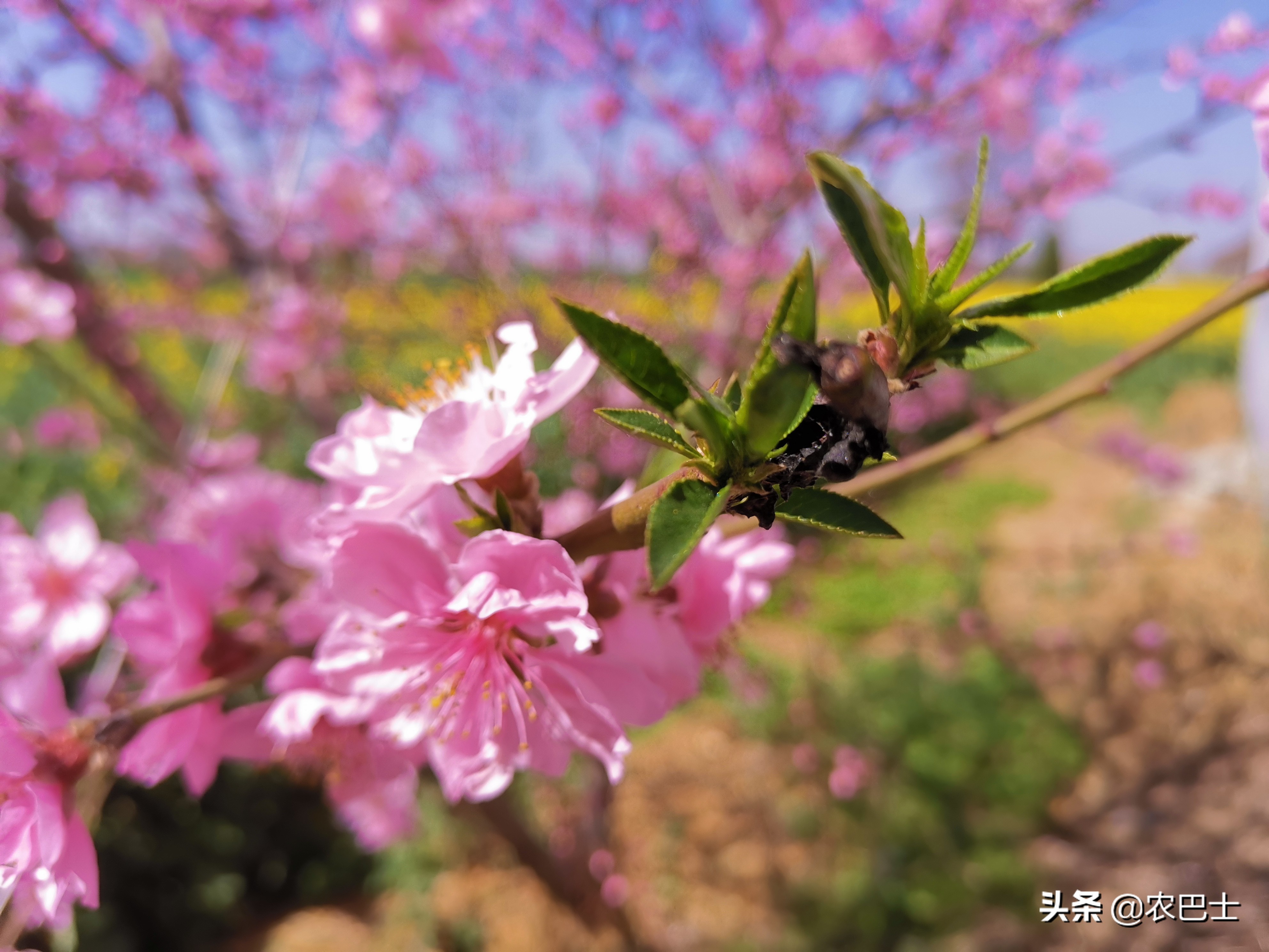 桃花虽美下一句是什么,防治桃蚜最好的药