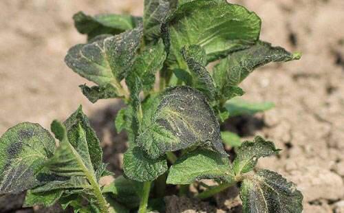 温度影响马铃薯的产量和质量,棚内如何预防和补救马铃薯冻害?