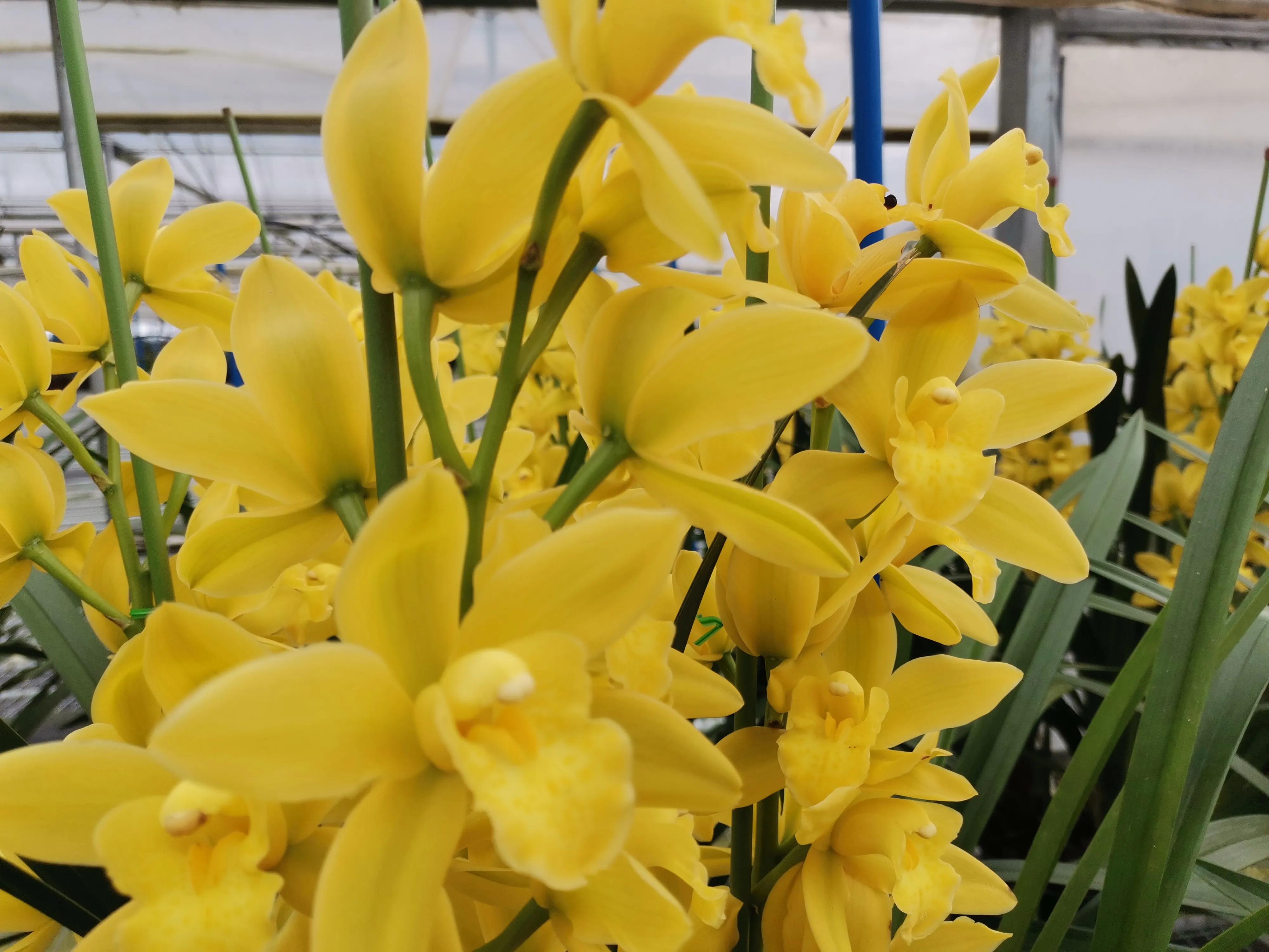 大花蕙兰不开花怎么回事,大花蕙兰花开后怎么处理好