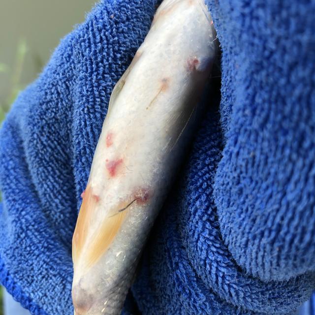 提高鱼病治疗效果的三个要领