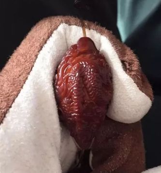 橄榄核雕好玩吗,橄榄核雕花了还有玩的价值吗