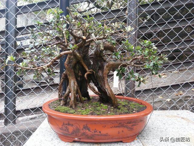 蚊母盆景植物,蚊母盆景的养殖方法