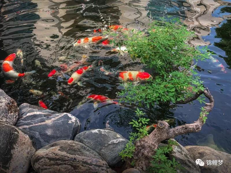 家庭锦鲤养殖常见病,锦鲤常见病统计表格