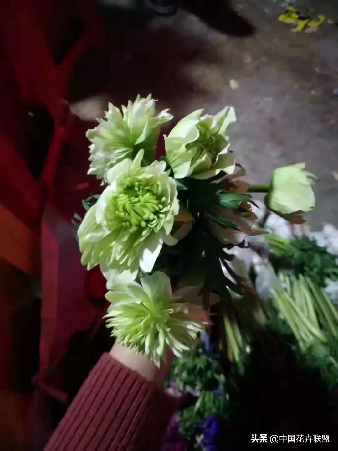 春天花市有哪些花材,便宜又大把的花材有哪些