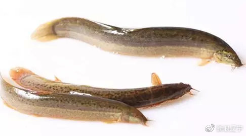 辽宁有什么本地人不知道的农产品,盘点辽宁农产品有哪些