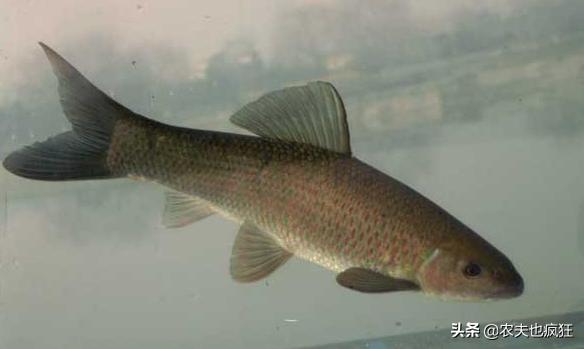 草鱼跟青鱼养殖技术,青鱼和草鱼有什么区别