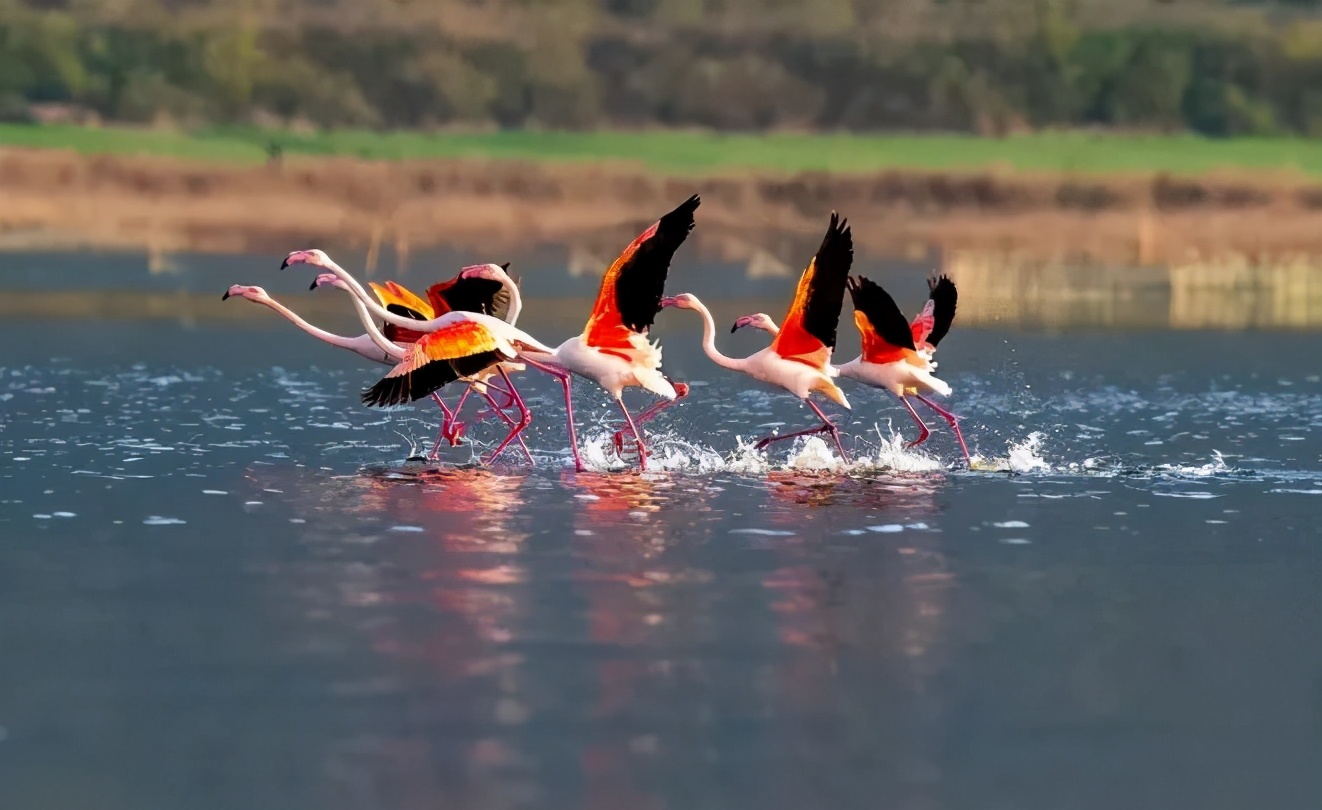 你们听说过死海吗,你听说过海洋中的强大生物吗