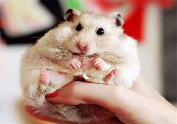 怎么拯救仓鼠伪冬眠的行为,仓鼠怎么防止伪冬眠