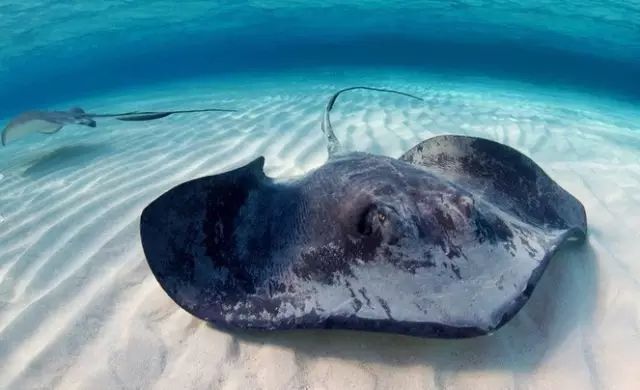 醴陵市海鲜收藏排行榜,海鲜礼盒收藏价格表图