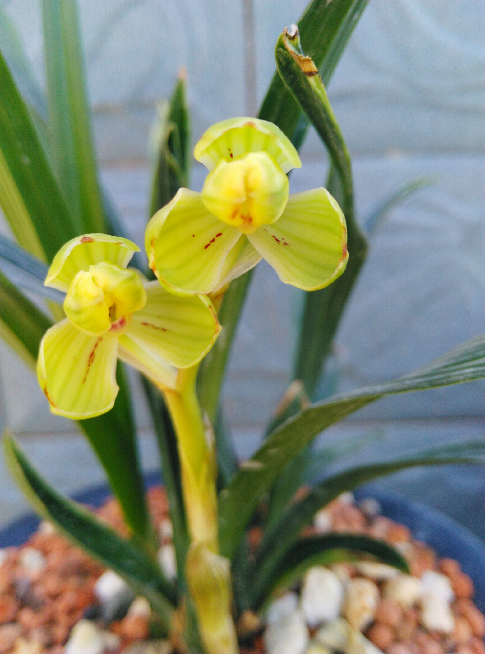 多年前，他花四十元收购四苗兰花，高峰期卖出了上百万一苗的价格