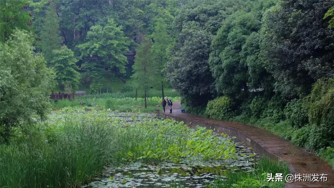 春日大自然美景视频,春日公园游玩美图视频