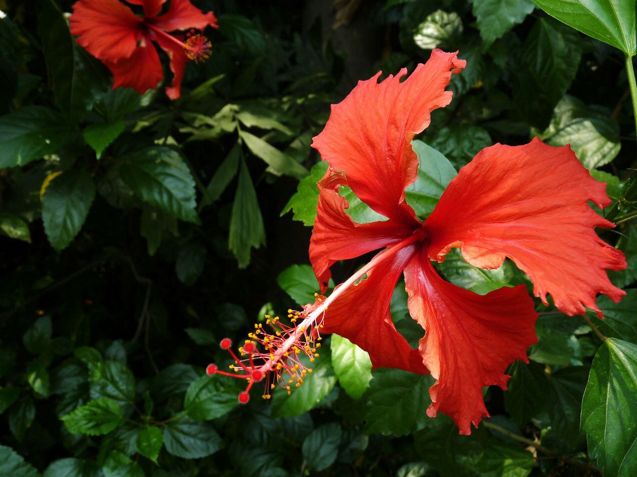 盘点史上最全中国各城市市花,中国各个地方的市花