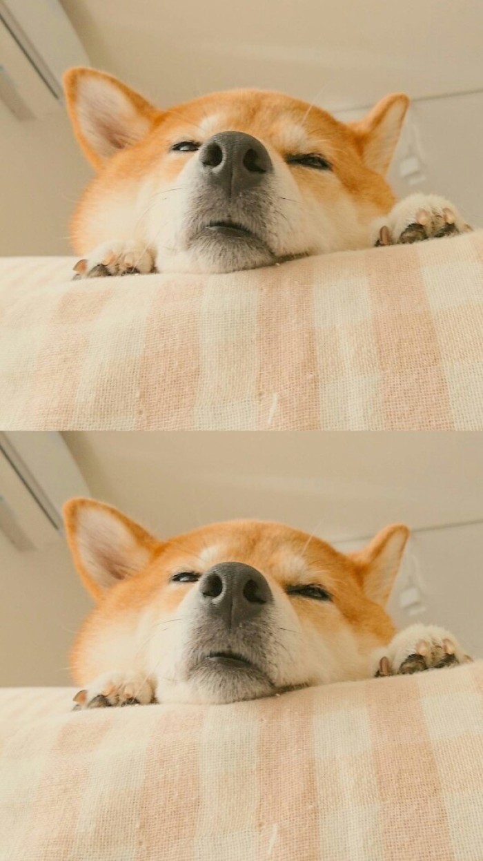 推荐你养这几种狗聪明又招财,这几种狗越养越值钱