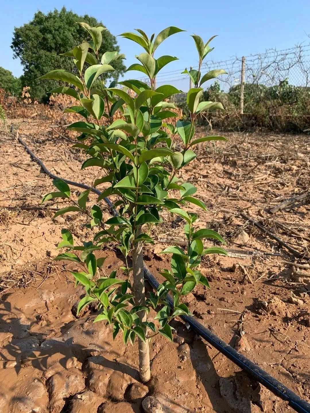 在希腊可以干嘛,在希腊的真实感受