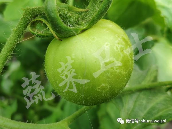 番茄灰霉病高温闷棚需要多少度,番茄灰霉病阴雨天可以打药吗