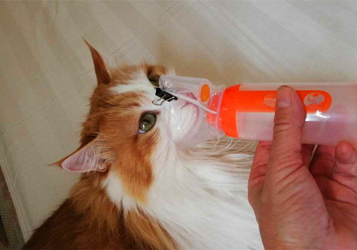 火车托运猫咪可以提前取回家吗 (大巴车托运猫咪需要注意什么)