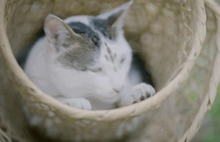 盘点猫咪高能名场面 (猫咪10大最萌镜头)