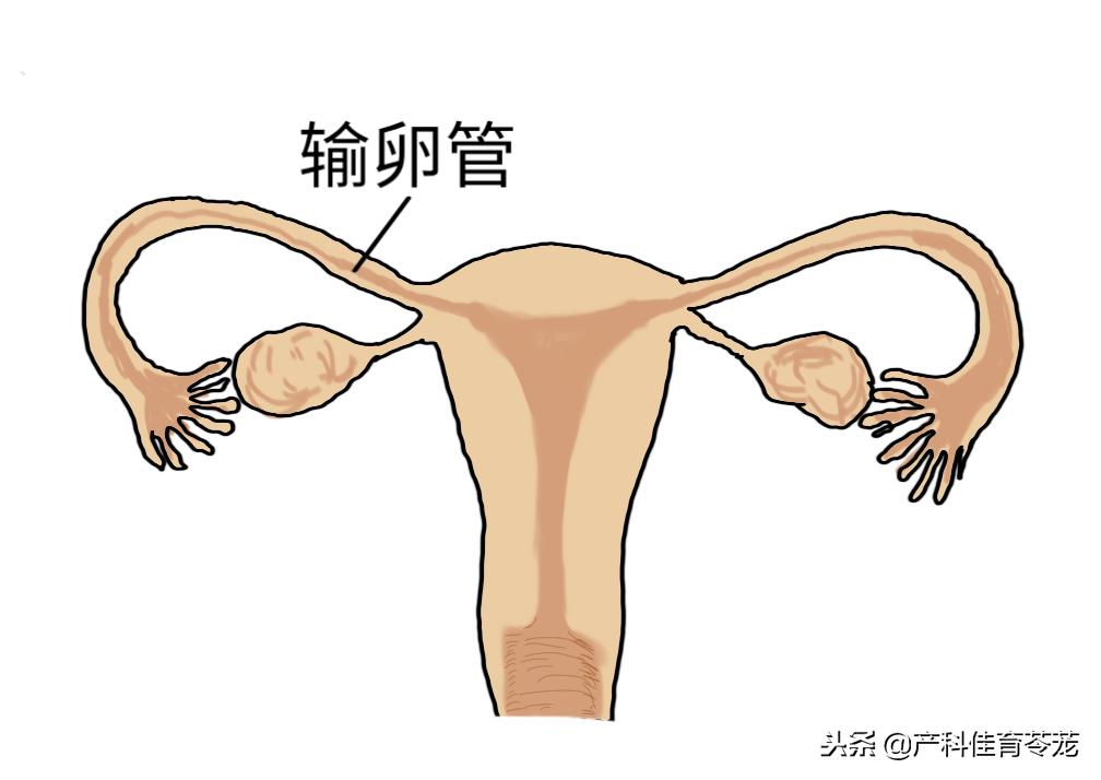 b超提示输卵管有积液,b超输卵管造影后为什么盆腔积水