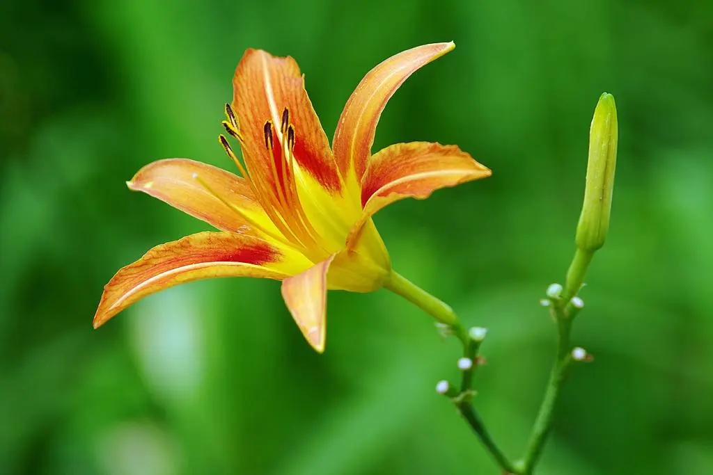 黄花闺女的黄花是什么花,黄花闺女的黄花是啥