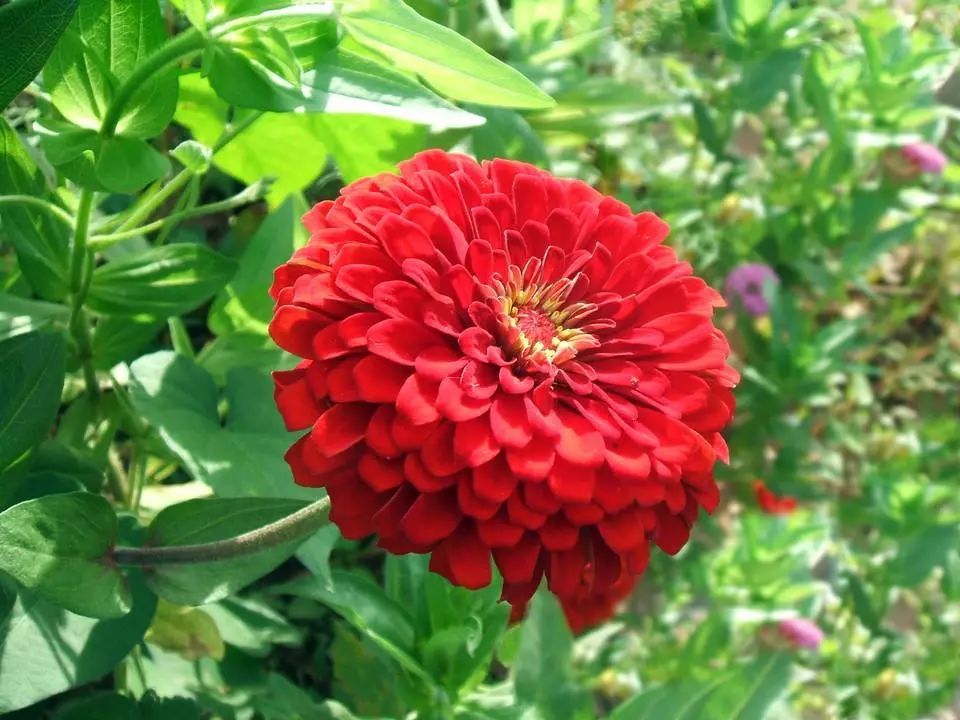 世界各国国花合集,世界各国国花图片分享