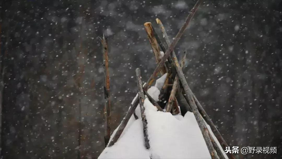 敖鲁古雅原始部落驯鹿喂草,敖鲁古雅驯鹿旅行