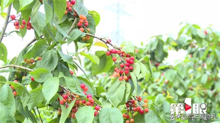 都说樱桃有虫子樱桃到底能不能吃,樱桃泡出来虫子是什么