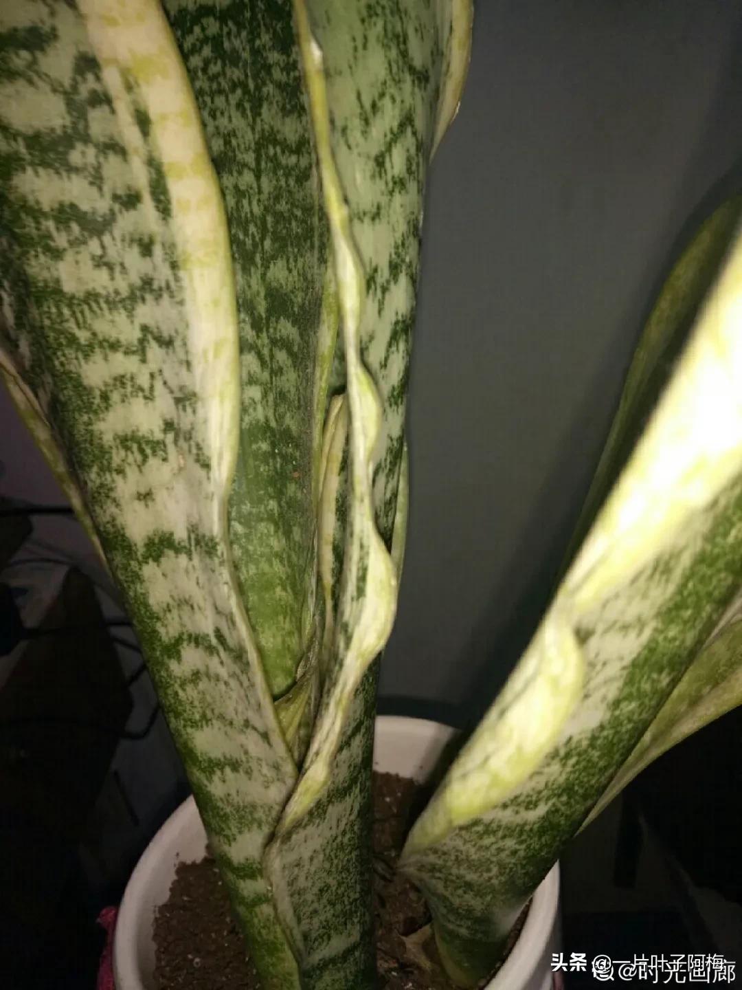 叶子软塌塌,叶子缺水卷曲怎么补救