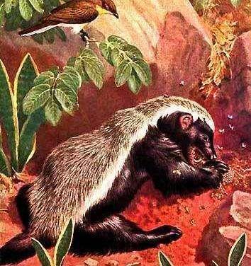 平头哥为什么和朋友玩耍,平头哥为什么没有退路可言