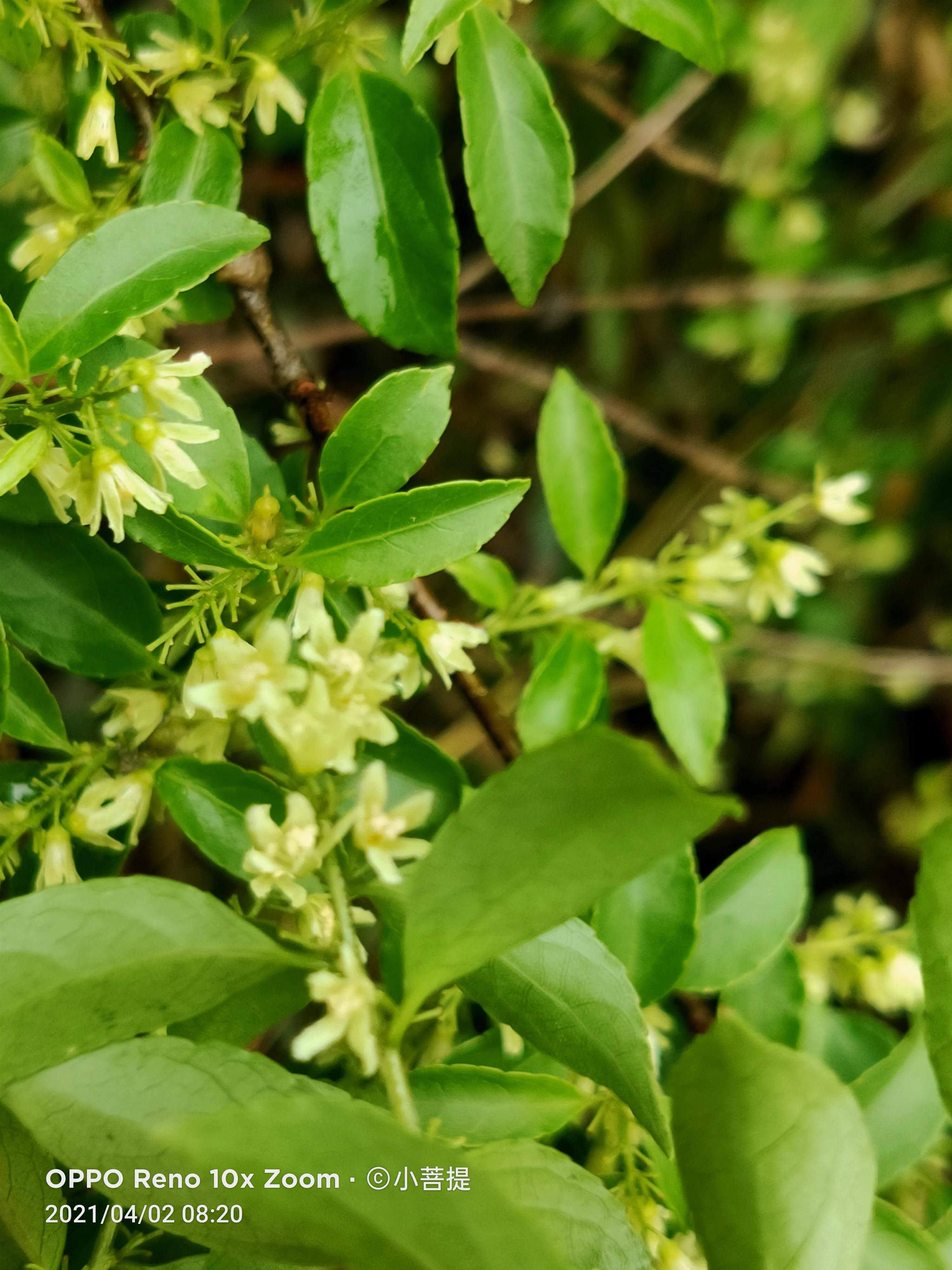 清明时节开花的花草有哪些,早春时节各种植物的样子