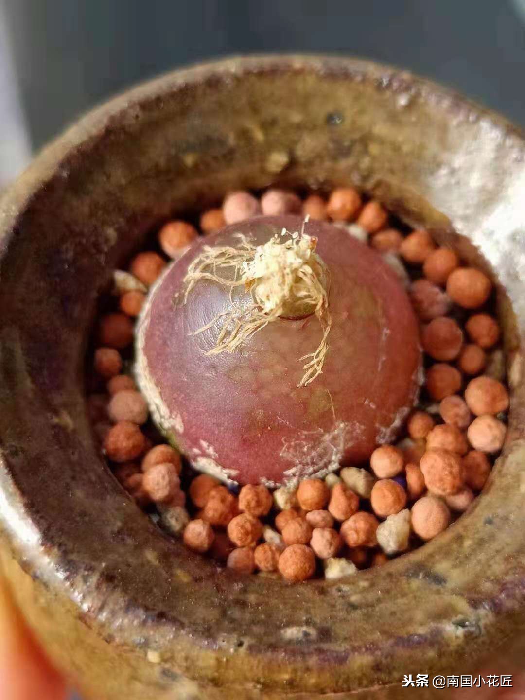 小多肉多少钱一盆,小多肉5-8公分批发