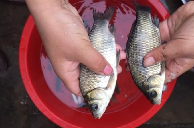 单开野战蓝鲫做拉饵要拉丝粉吗,蓝鲫怎么开饵料最好